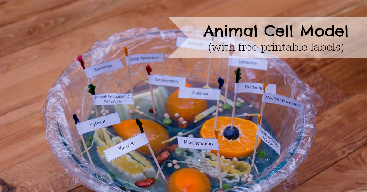 Animal Cell Model ResearchParent