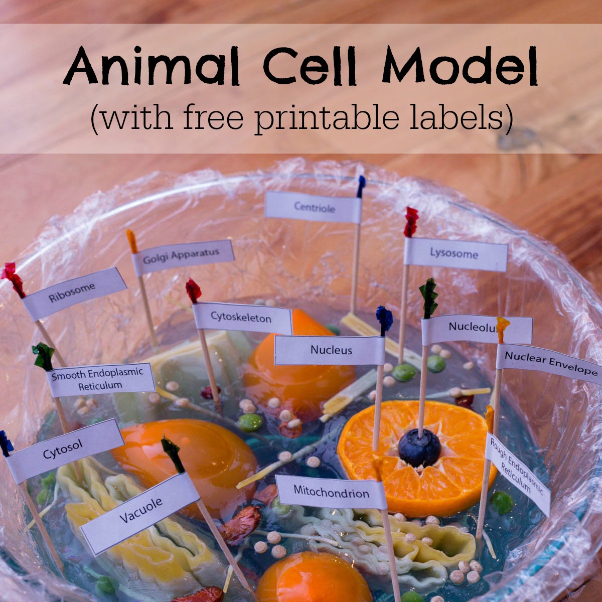 Animal Cell Model ResearchParent
