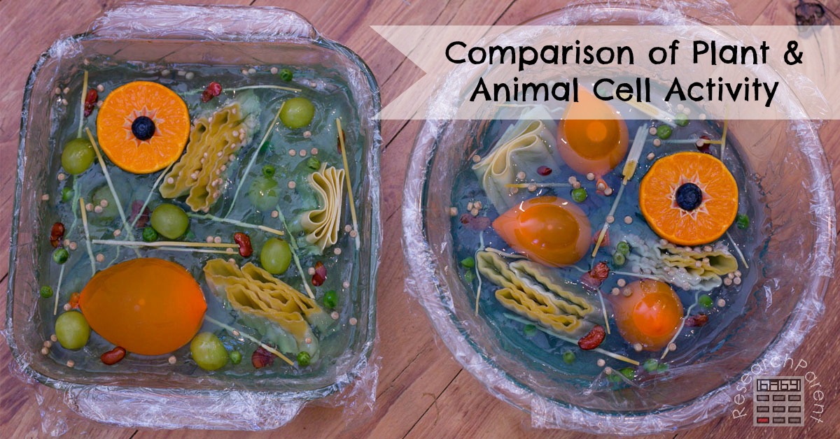 Plant and Animal Cell Comparison Activity 