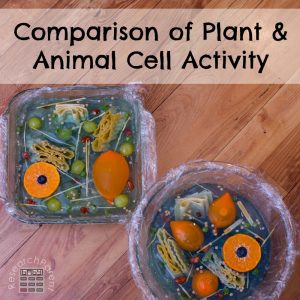 Comparison of Plant and Animal Cell Activity