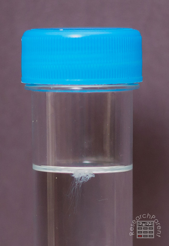 Extracted DNA floating in test tube