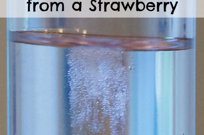 Extracting DNA from a strawberry