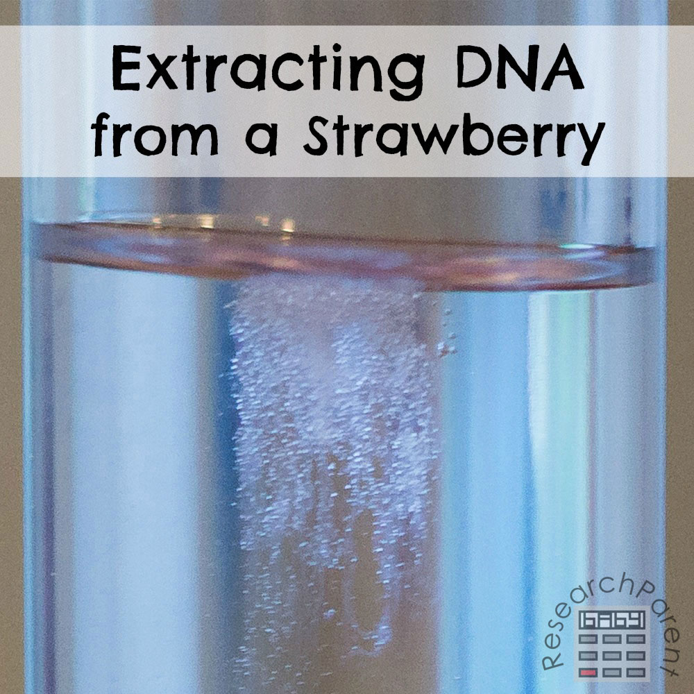 Extracting DNA from a strawberry