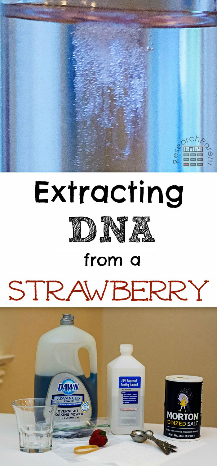 Extracting DNA from a Strawberry