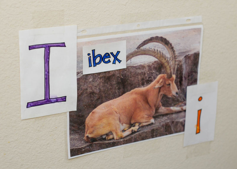 Ibex I Wall Poster