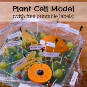 Planet Cell Model for Kids