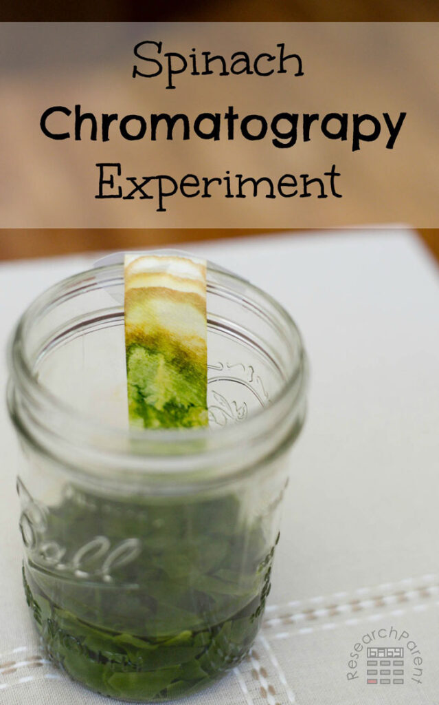 Spinach Chromatography Experiment