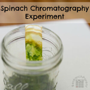 Spinach Chromatography Expeirment