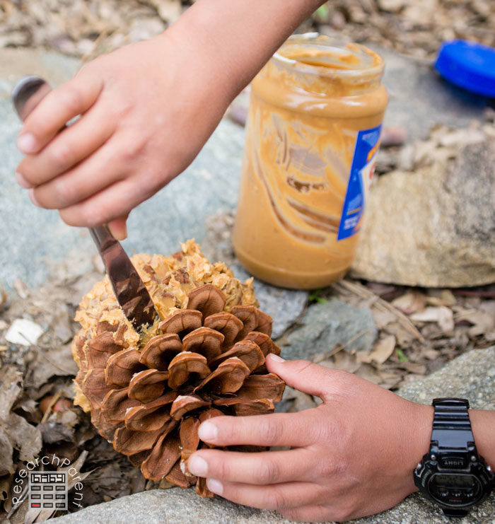 Spread peanut on pine cone