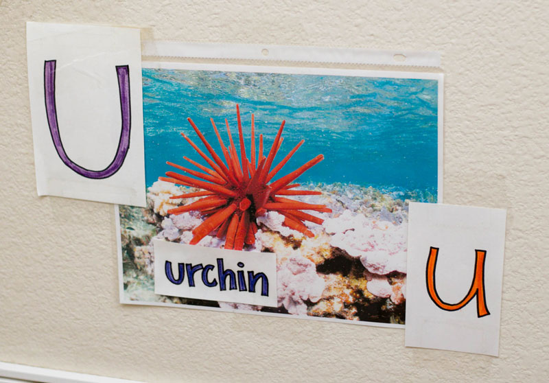 Urchin Wall Letter Poster