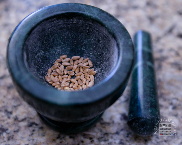 Wheat berries in mortar and pestle